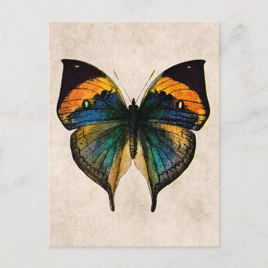 vlinderillustratie - vlinders briefkaart (Voorkant)