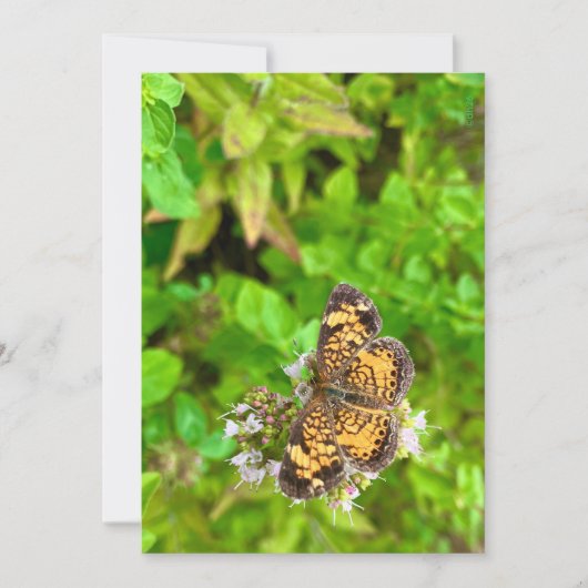 Vlinderkaart met Pearl Crescent vlinder verjaardag (Voorkant)