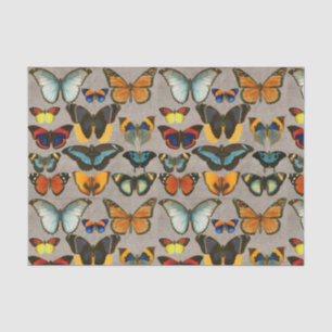 vlinderkleurige ontvlechting van de Entomologie Tissuepapier