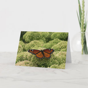 Vlinderkoning Schoon Natuur Fotografie Kaart