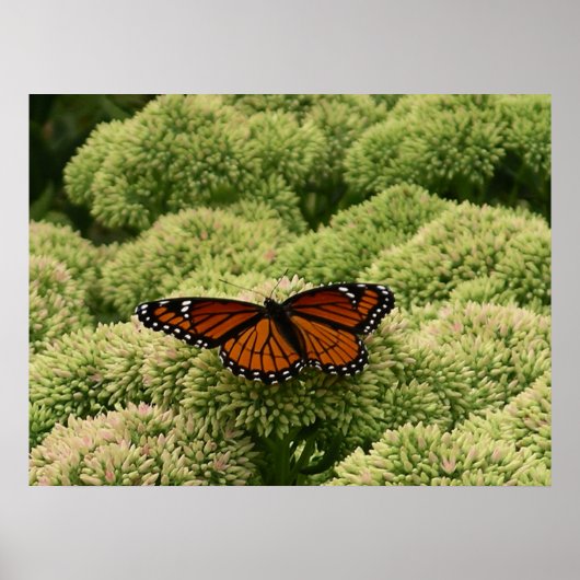 Vlinderkoning Schoon Natuurfotografie Poster (Voorkant)
