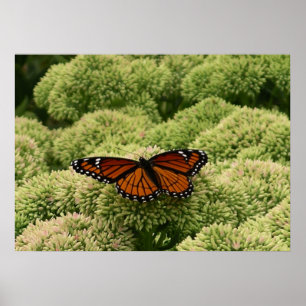 Vlinderkoning Schoon Natuurfotografie Poster