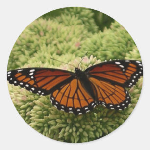 Vlinderkoning Vlinder Mooie Natuurfotografie Ronde Sticker