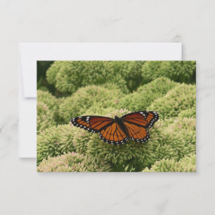 Vlinderkoning Vlinder Schoon Natuur Fotografie