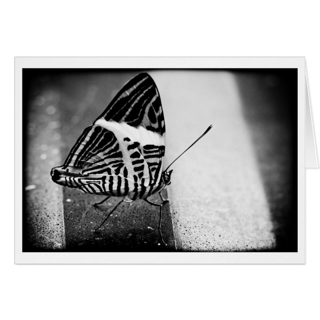 vlinderkruising (Voorkant Horizontaal)