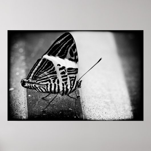 vlinderkruising poster (Voorkant)