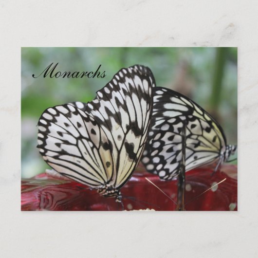 Vlindermonarch # 5 briefkaart (Voorkant)