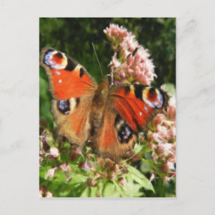 Vlinderolie Briefkaart