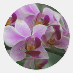 vlinderorchidee ronde sticker