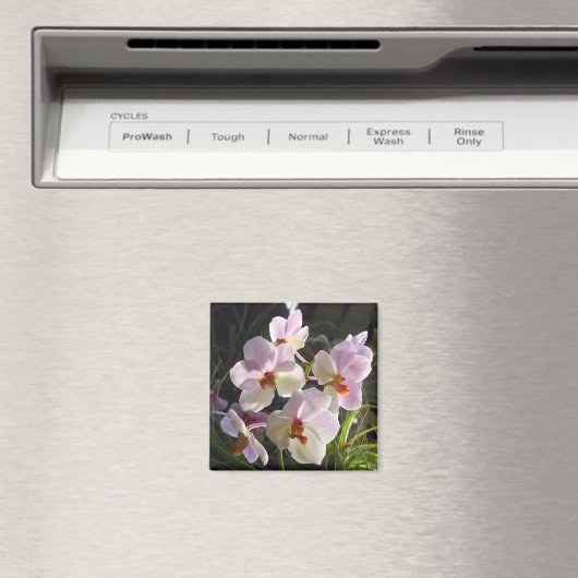 Vlinderorchideeën - roze magneet (Insitu (Vaatwasser))