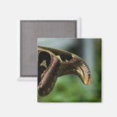 vlinderP6335 Magneet (Voorkant / Achterkant)