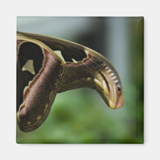 vlinderP6335 Magneet (Voorkant)