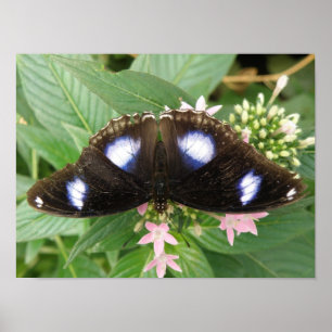 Vlinderprint met blauwe stippen poster