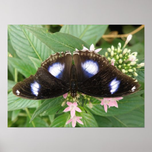 Vlinderprint met blauwe stippen poster (Voorkant)