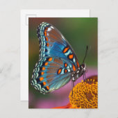 Vlinderprofiel op een bloem briefkaart (Voorkant / Achterkant)