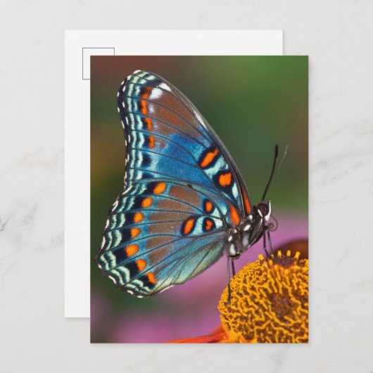 Vlinderprofiel op een bloem briefkaart (Voorkant / Achterkant)