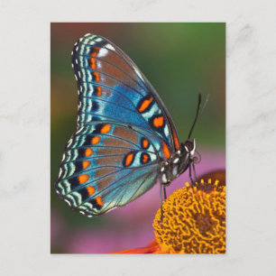 Vlinderprofiel op een bloem briefkaart