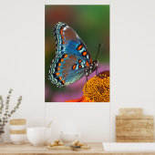 Vlinderprofiel op een bloem poster (Keuken)