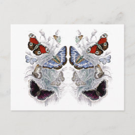 vlinders briefkaart