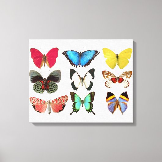 Vlinders Canvas Print (Voorkant)