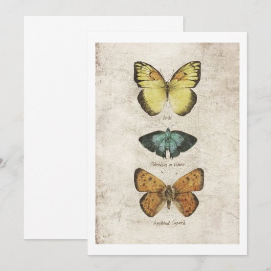 Vlinders collectie kaart (Voorkant / Achterkant)