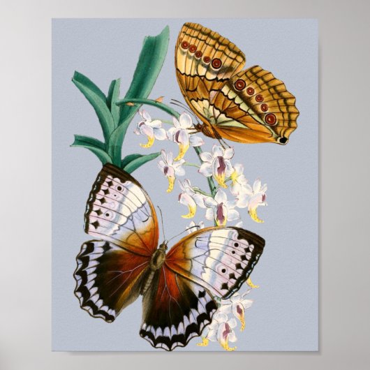  vlinders en Floral Illustration on Poster (Voorkant)