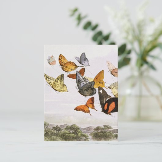 vlinders en lichte oude illustratie briefkaart (Staand voorkant)