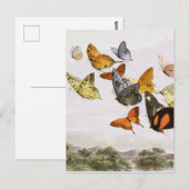  vlinders en lichte oude illustratie briefkaart (Voorkant / Achterkant)