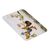  vlinders en lichte oude illustratie magneet (Rechterzijde)