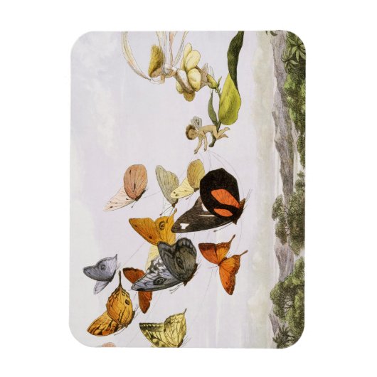  vlinders en lichte oude illustratie magneet (Verticaal)