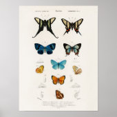 Vlinders geïllustreerd door Charles D' Orbigny Poster (Voorkant)