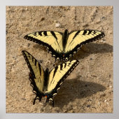 Vlinders op het strand poster (Voorkant)