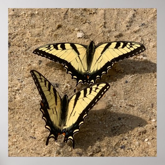 Vlinders op het strand poster (Voorkant)