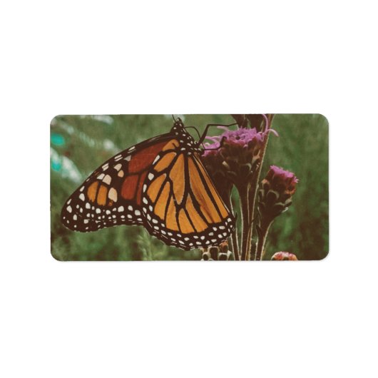vlinders oranje  etiket (Voorkant)