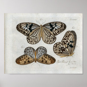 Vlinders Print Download