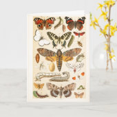 vlinders rupsen illustratiekunst kaart (Gele Bloem)