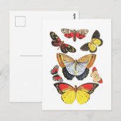 Vlinders, Transparante achtergrond, Briefkaart (Voorkant / Achterkant)