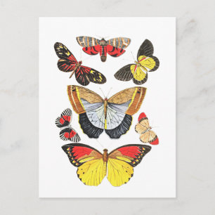 Vlinders, Transparante achtergrond, Briefkaart