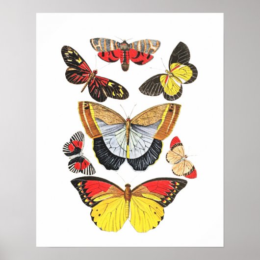 Vlinders, Transparante achtergrond, Poster (Voorkant)