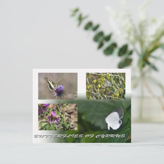 vlinders van Cyprus briefkaart (Staand voorkant)