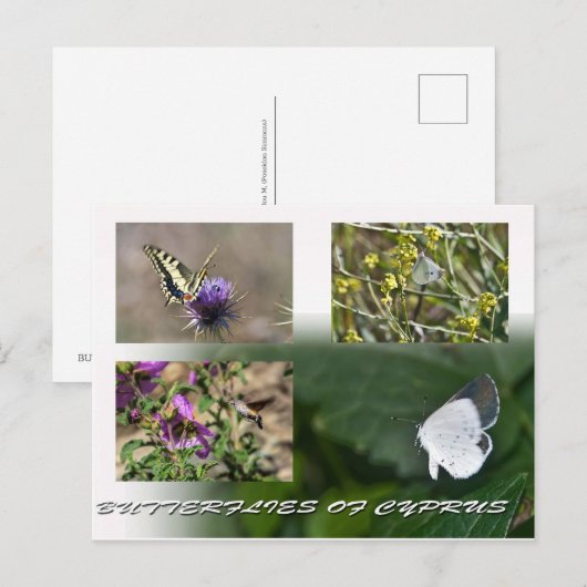vlinders van Cyprus briefkaart (Voorkant / Achterkant)