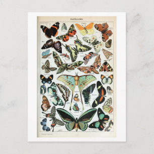 vlinders van de wereld briefkaart