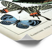  vlinders van de wereld poster (Hoek)