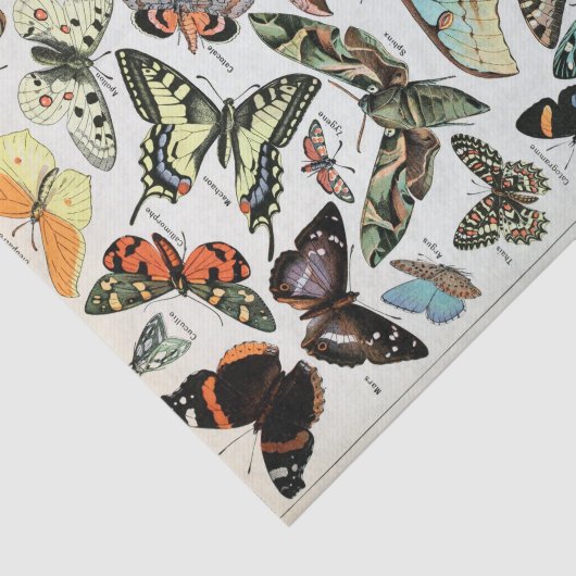 vlinders van de wereld tissuepapier (Detail)