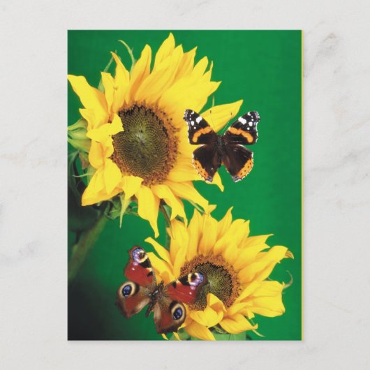 Vlinders van de zomer 2 briefkaart (Voorkant)