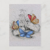  vlinderschilderrode vlinders briefkaart (Voorkant)