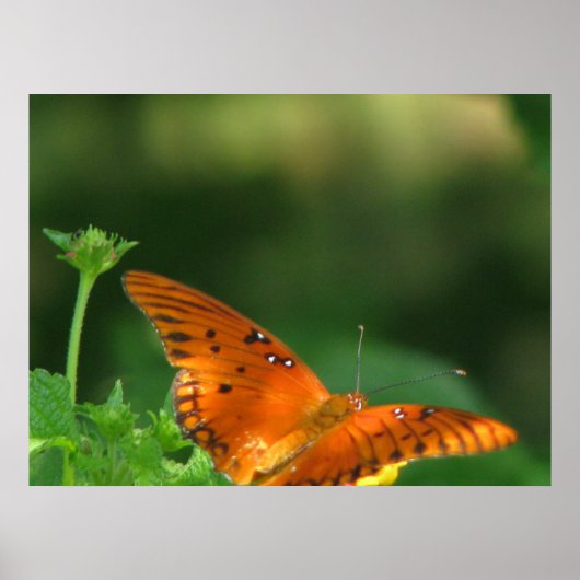 Vlinderserie Poster (Voorkant)