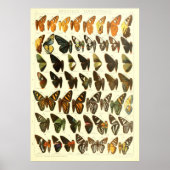  vlindersoortendiagram poster (Voorkant)