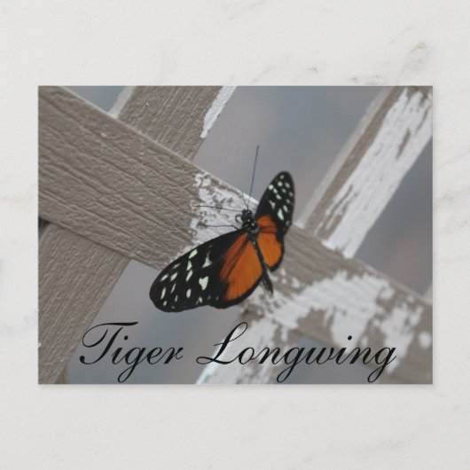 Vlindertijger Longwing # 1 Briefkaart (Voorkant)