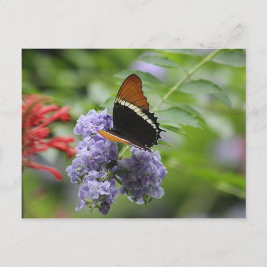 Vlindertuin briefkaart (Voorkant)